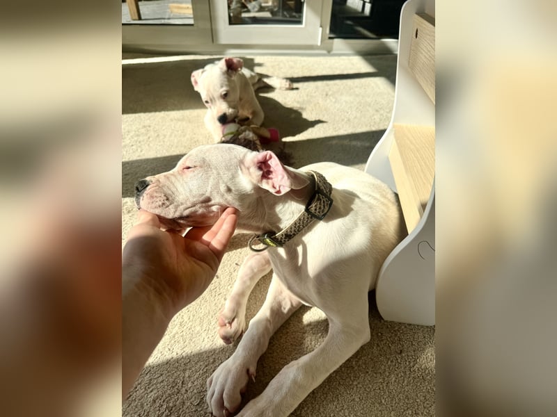 NEUE Welpen sind da.. die reinrassigen Dogo Argentinos mit Ahnenpass