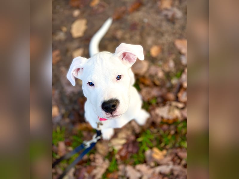 NEUE Welpen sind da.. die reinrassigen Dogo Argentinos mit Ahnenpass