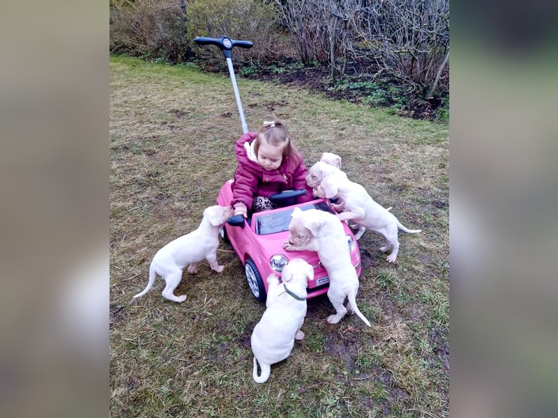 NEUE Welpen sind da.. die reinrassigen Dogo Argentinos mit Ahnenpass