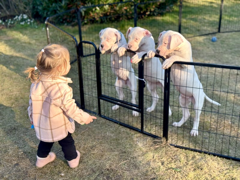NEUE Welpen sind da.. die reinrassigen Dogo Argentinos mit Ahnenpass