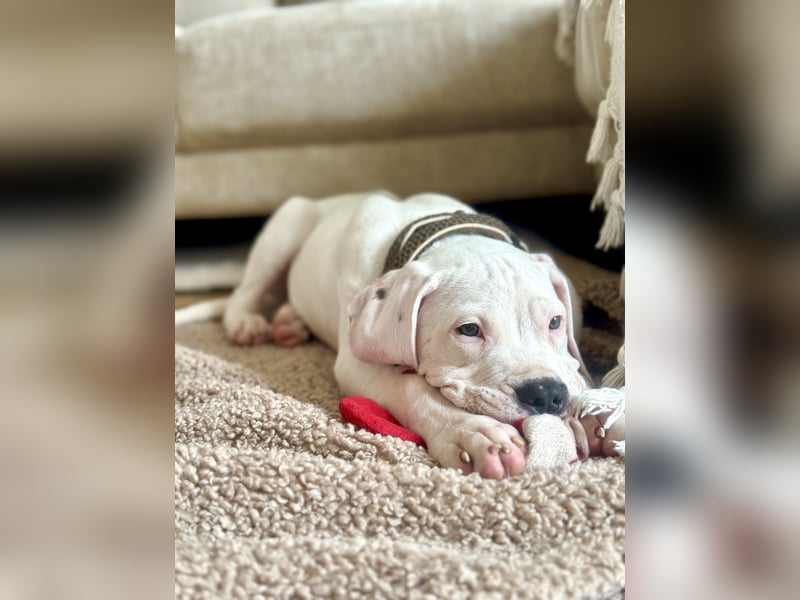 NEUE Welpen sind da.. die reinrassigen Dogo Argentinos mit Ahnenpass
