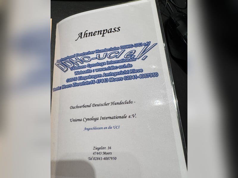NEUE Welpen sind da.. die reinrassigen Dogo Argentinos mit Ahnenpass