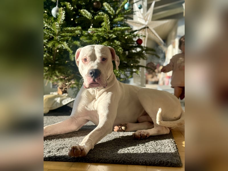 NEUE Welpen sind da.. die reinrassigen Dogo Argentinos mit Ahnenpass