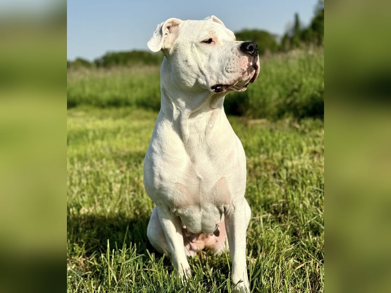 NEUE Welpen sind da.. die reinrassigen Dogo Argentinos mit Ahnenpass