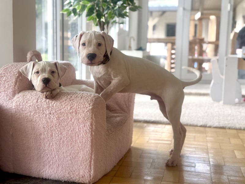 NEUE Welpen sind da.. die reinrassigen Dogo Argentinos mit Ahnenpass