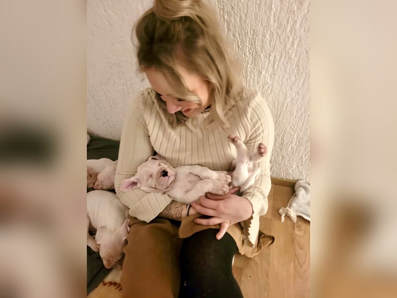 NEUE Welpen sind da.. die reinrassigen Dogo Argentinos mit Ahnenpass