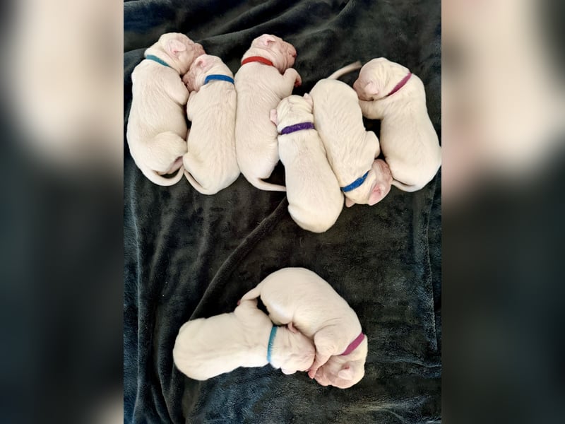 NEUE Welpen sind da.. die reinrassigen Dogo Argentinos mit Ahnenpass