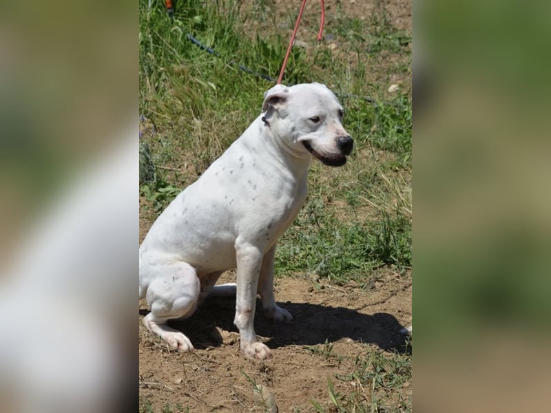 Mary - Sehr liebe (taube) Dogo-Argentino Hündin, ca. 3 Jahre alt, gut verträglich