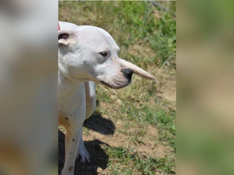 Mary - Sehr liebe (taube) Dogo-Argentino Hündin, ca. 3 Jahre alt, gut verträglich