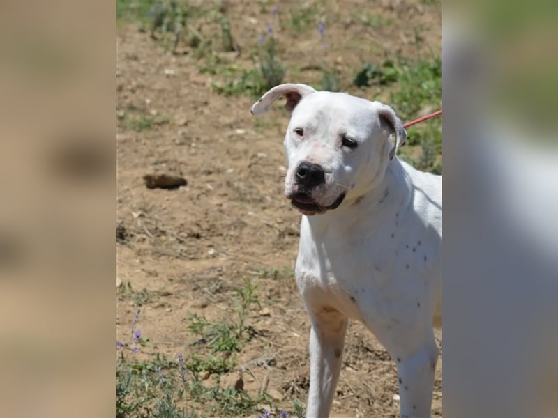 Mary - Sehr liebe (taube) Dogo-Argentino Hündin, ca. 3 Jahre alt, gut verträglich
