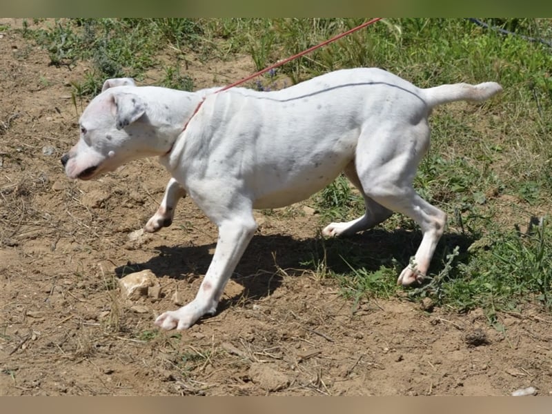 Mary - Sehr liebe (taube) Dogo-Argentino Hündin, ca. 3 Jahre alt, gut verträglich