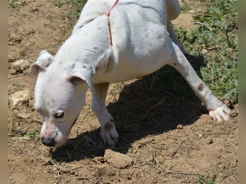 Mary - Sehr liebe (taube) Dogo-Argentino Hündin, ca. 3 Jahre alt, gut verträglich