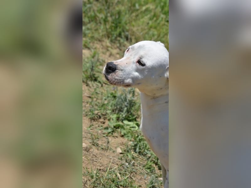 Mary - Sehr liebe (taube) Dogo-Argentino Hündin, ca. 3 Jahre alt, gut verträglich