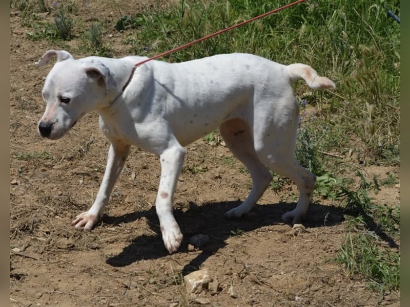 Mary - Sehr liebe (taube) Dogo-Argentino Hündin, ca. 3 Jahre alt, gut verträglich