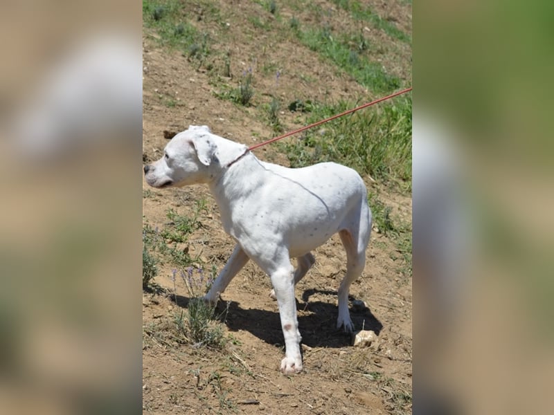 Mary - Sehr liebe (taube) Dogo-Argentino Hündin, ca. 3 Jahre alt, gut verträglich
