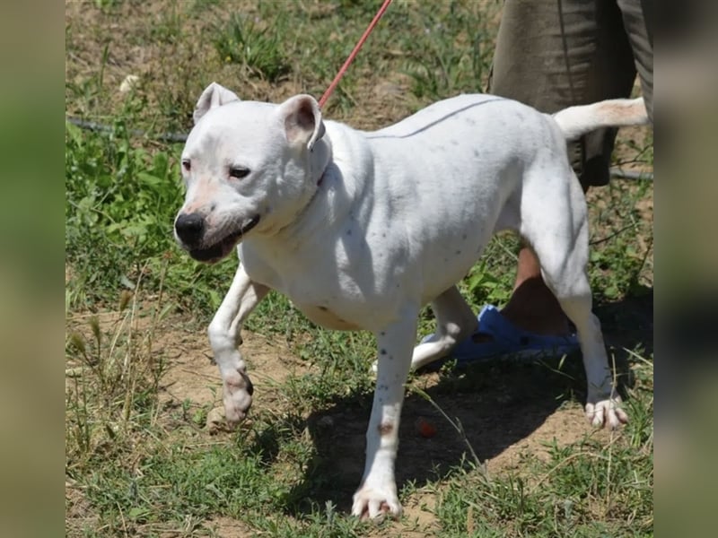Mary - Sehr liebe (taube) Dogo-Argentino Hündin, ca. 3 Jahre alt, gut verträglich