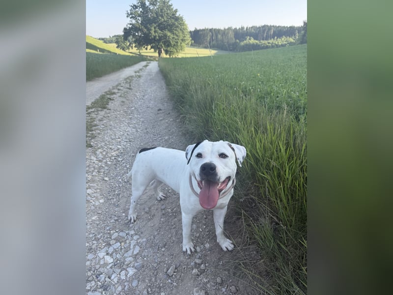 Liebevolle, menschenbezogene Listenhündin Shelly sucht erfahrenes Zuhause mit Herz und Garten