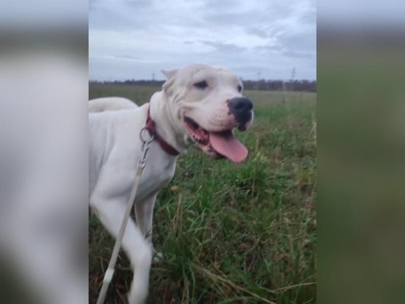 Dogo Argentino Hündin 3 Jahre