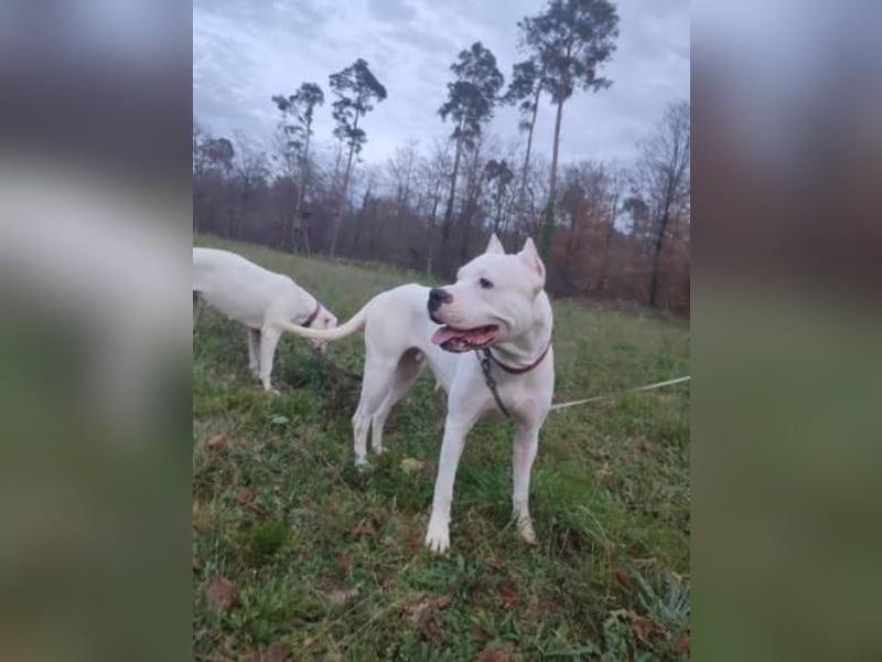 Dogo Argentino Hündin 3 Jahre