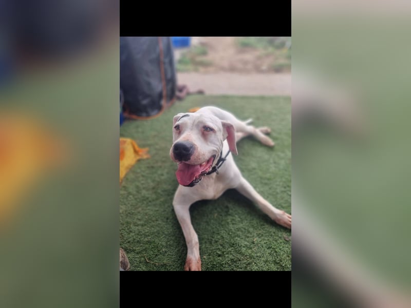 Alice die Liebe autofahrbegleiterin