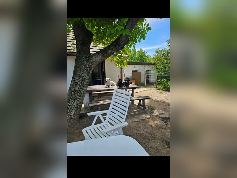 Alice die Liebe autofahrbegleiterin