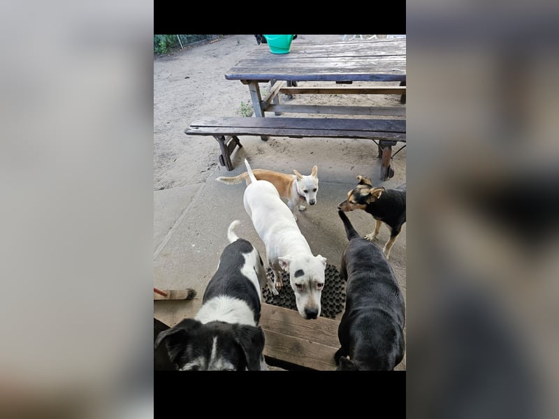 Alice die Liebe autofahrbegleiterin