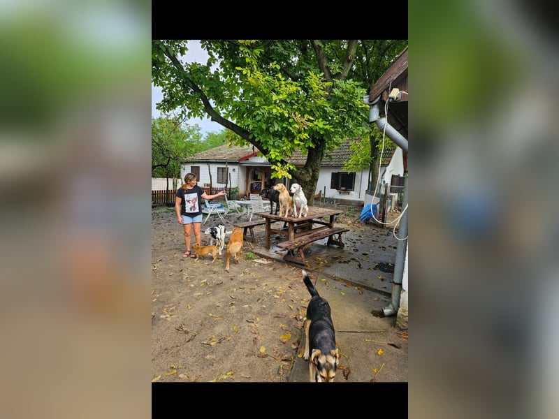 Alice die Liebe autofahrbegleiterin