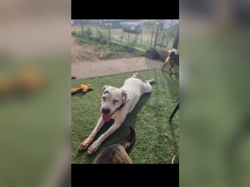 Alice die Liebe autofahrbegleiterin