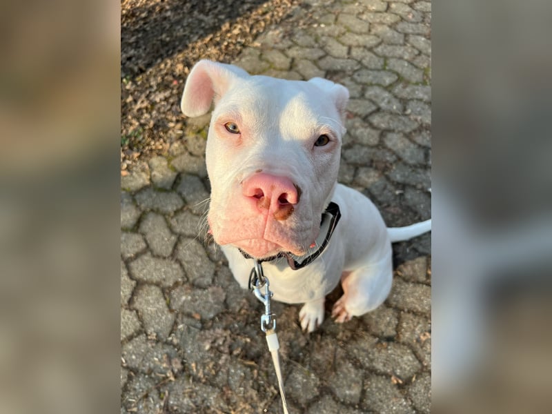 Bounty 11 Monate alter Dogo/bulldog sucht