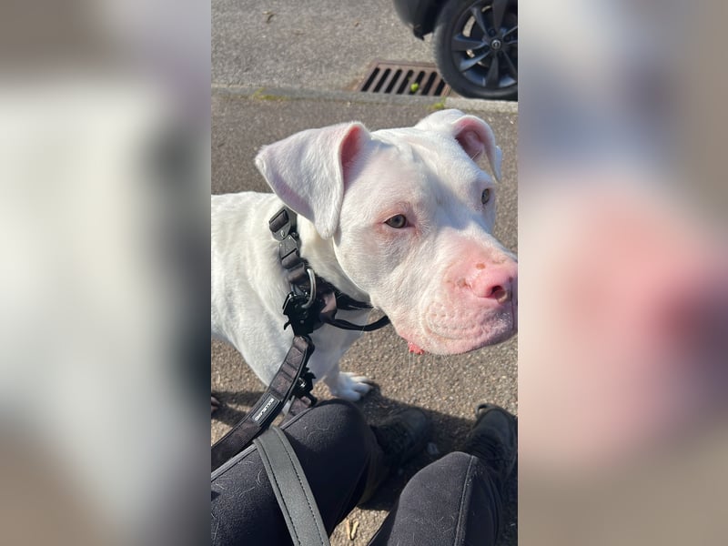 Bounty 11 Monate alter Dogo/bulldog sucht
