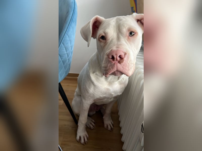 Bounty 11 Monate alter Dogo/bulldog sucht