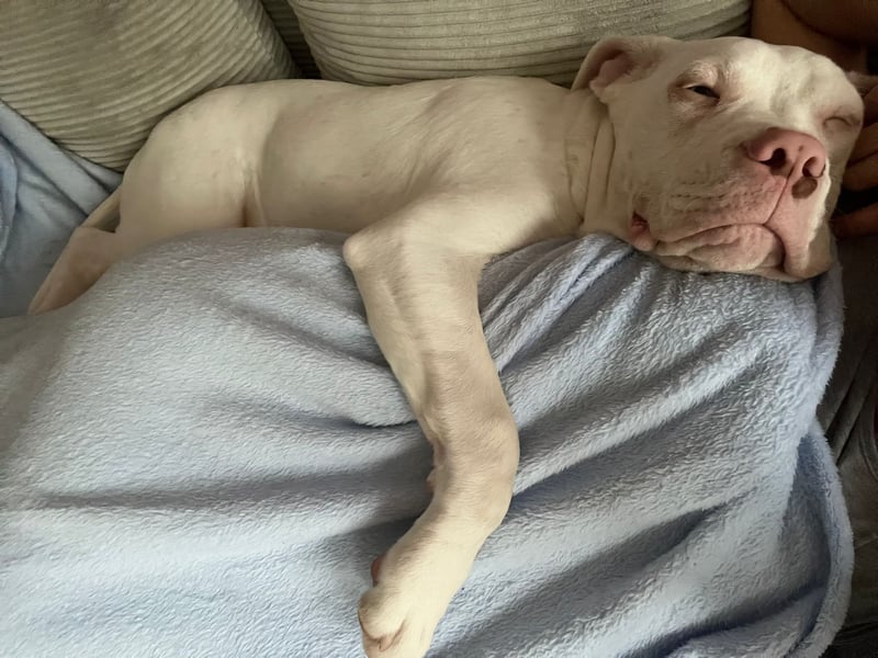 Bounty 11 Monate alter Dogo/bulldog sucht