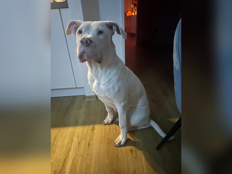 Bounty 11 Monate alter Dogo/bulldog sucht