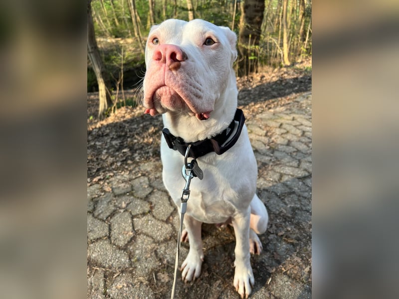 Bounty 11 Monate alter Dogo/bulldog sucht