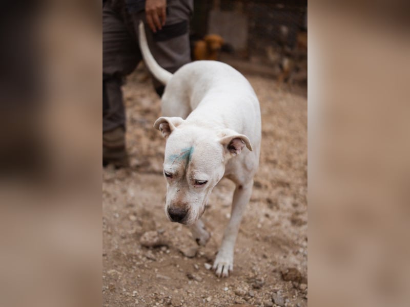Dogo-Argentino-Mix-Lady ♥ Bila ♥ weißer Engel auf 4 Pfoten