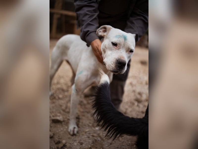 Dogo-Argentino-Mix-Lady ♥ Bila ♥ weißer Engel auf 4 Pfoten