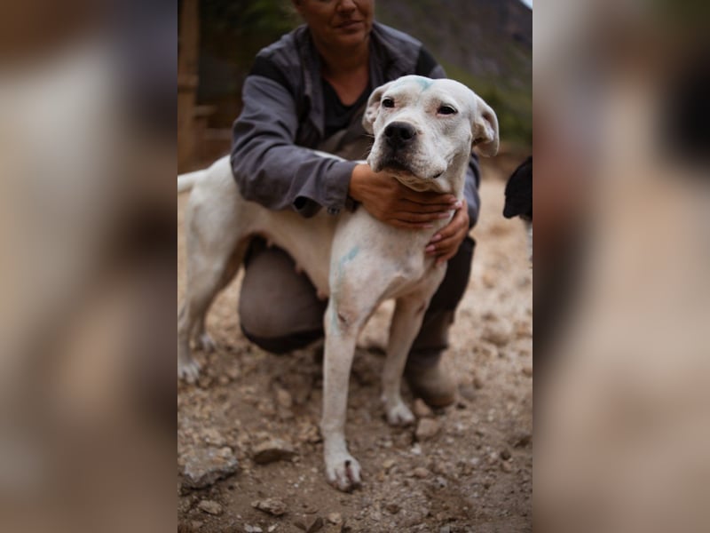 Dogo-Argentino-Mix-Lady ♥ Bila ♥ weißer Engel auf 4 Pfoten