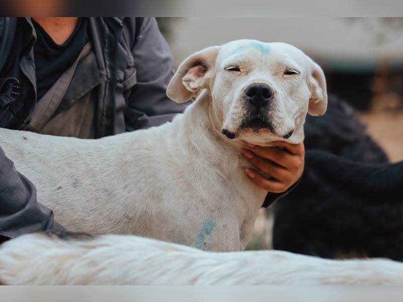 Dogo-Argentino-Mix-Lady ♥ Bila ♥ weißer Engel auf 4 Pfoten