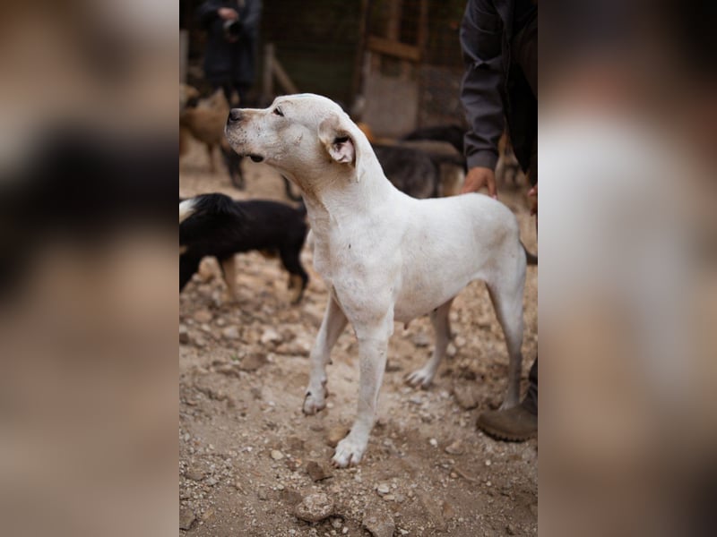 Dogo-Argentino-Mix-Lady ♥ Bila ♥ weißer Engel auf 4 Pfoten