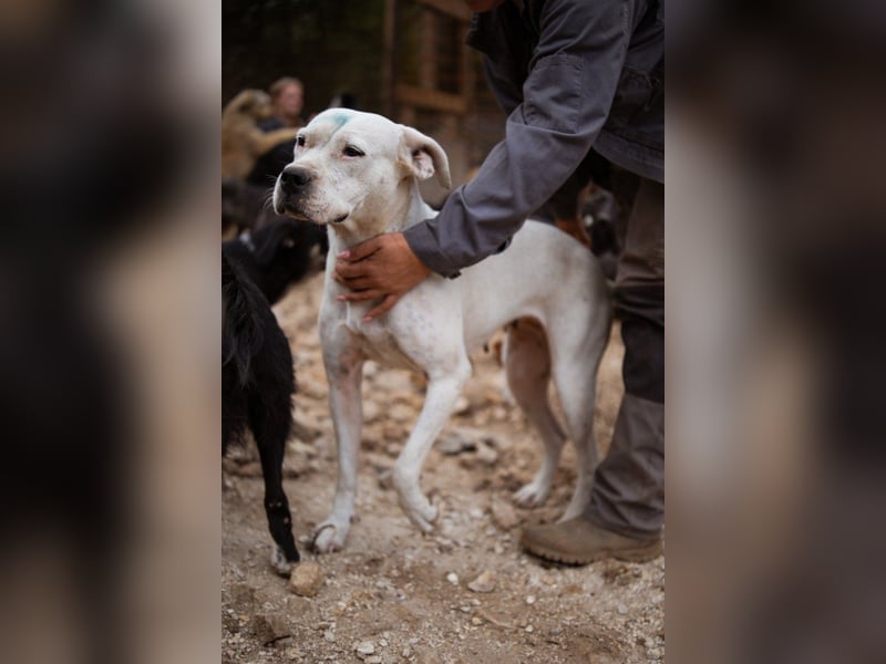 Dogo-Argentino-Mix-Lady ♥ Bila ♥ weißer Engel auf 4 Pfoten