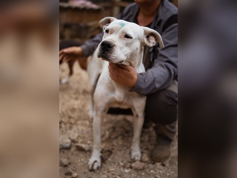 Dogo-Argentino-Mix-Lady ♥ Bila ♥ weißer Engel auf 4 Pfoten