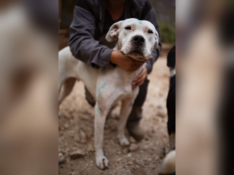 Dogo-Argentino-Mix-Lady ♥ Bila ♥ weißer Engel auf 4 Pfoten