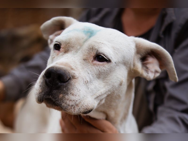 Dogo-Argentino-Mix-Lady ♥ Bila ♥ weißer Engel auf 4 Pfoten