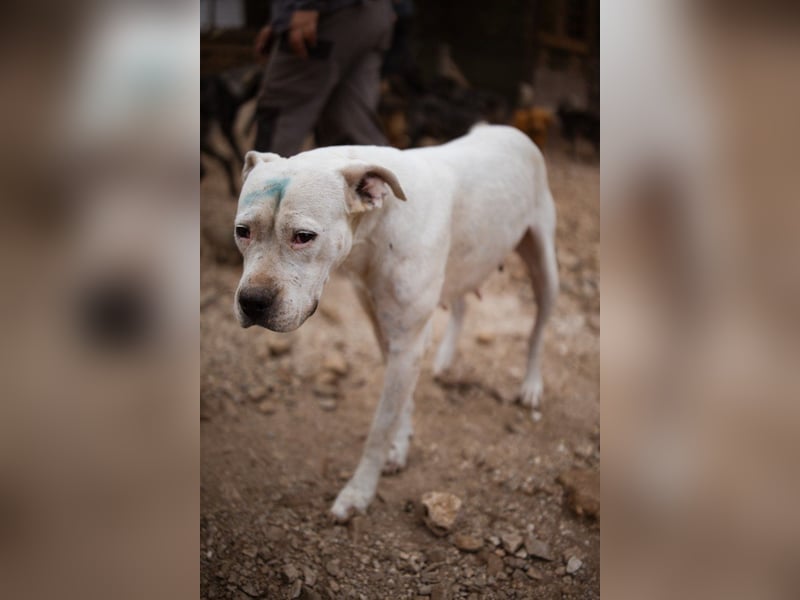 Dogo-Argentino-Mix-Lady ♥ Bila ♥ weißer Engel auf 4 Pfoten