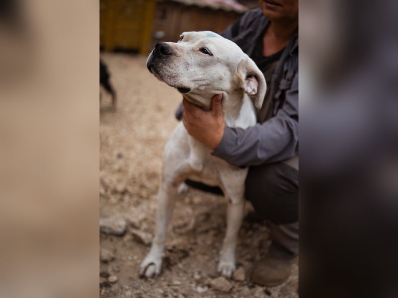 Dogo-Argentino-Mix-Lady ♥ Bila ♥ weißer Engel auf 4 Pfoten
