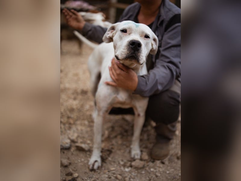 Dogo-Argentino-Mix-Lady ♥ Bila ♥ weißer Engel auf 4 Pfoten
