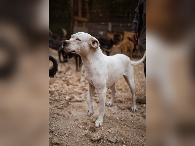 Dogo-Argentino-Mix-Lady ♥ Bila ♥ weißer Engel auf 4 Pfoten