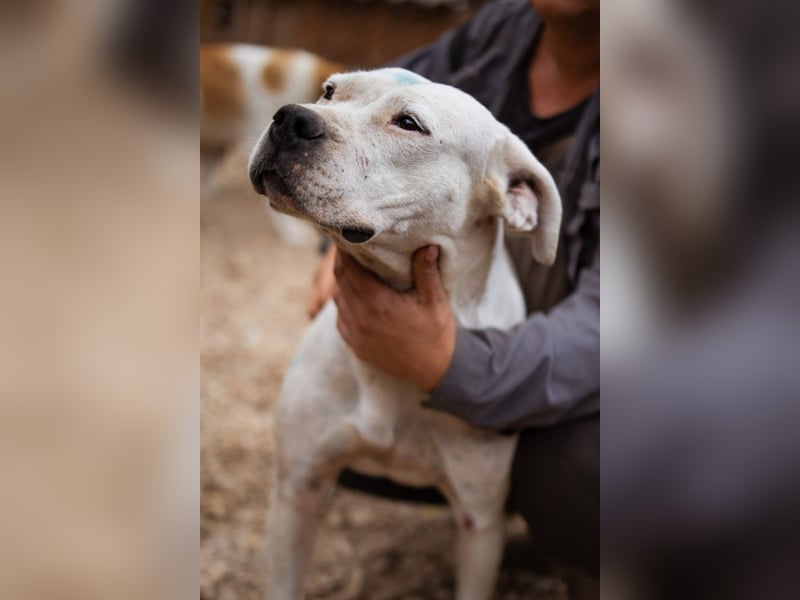 Dogo-Argentino-Mix-Lady ♥ Bila ♥ weißer Engel auf 4 Pfoten