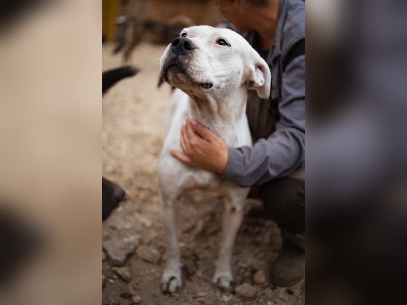 Dogo-Argentino-Mix-Lady ♥ Bila ♥ weißer Engel auf 4 Pfoten