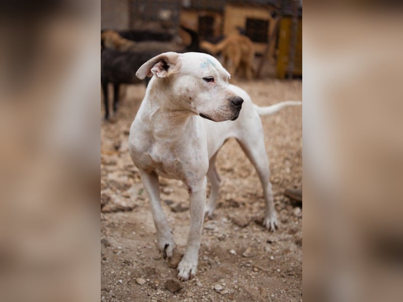 Dogo-Argentino-Mix-Lady ♥ Bila ♥ weißer Engel auf 4 Pfoten